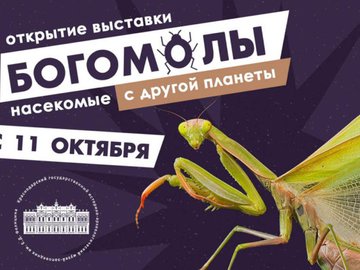 Выставка "Богомолы — насекомые с другой планеты"