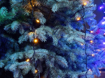 Новый год в Стране чудес