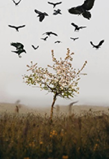 Царская Невеста