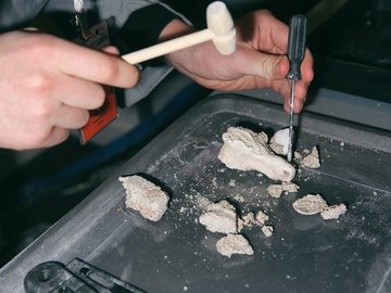 Палеонтология. Sciencely